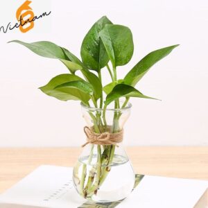 Lọ Loe Tiên Ông 350ML