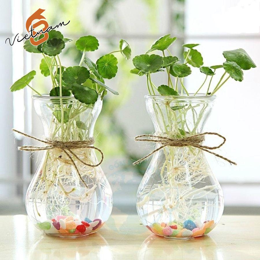 Lọ Loe Tiên Ông 350ML