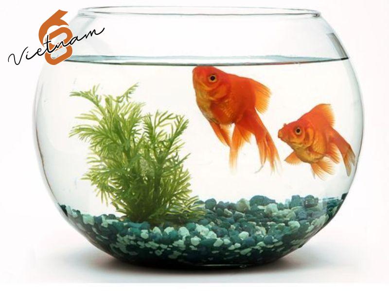 Quy trình nuôi cá trong hũ thủy tinh