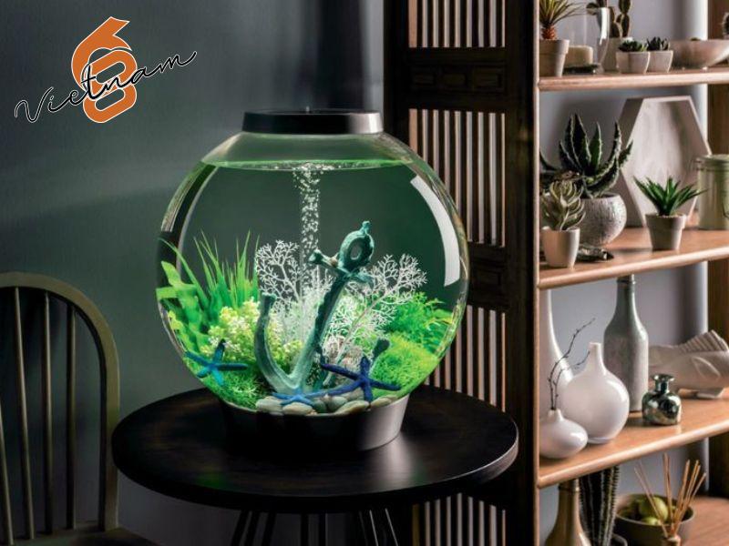 Cách chọn hũ thủy tinh nuôi cá