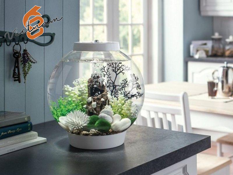 Giới thiệu về hũ thủy tinh nuôi cá